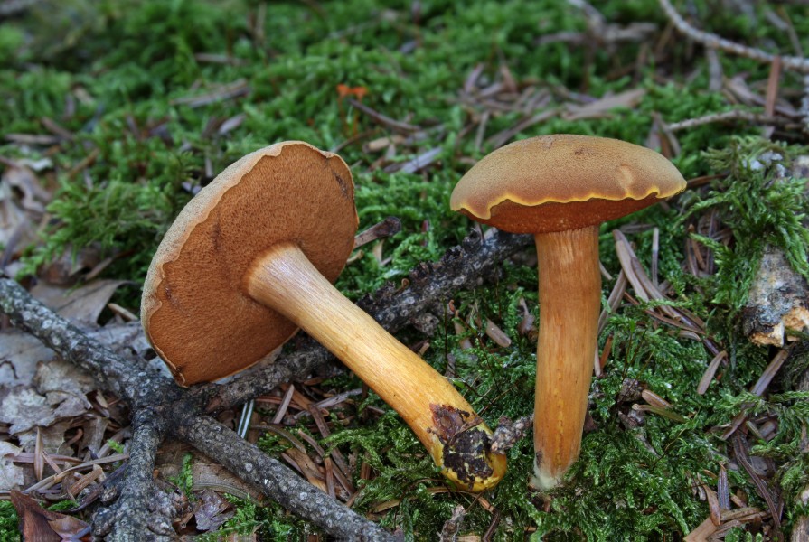 Pfefferröhrling Chalciporus piperatus