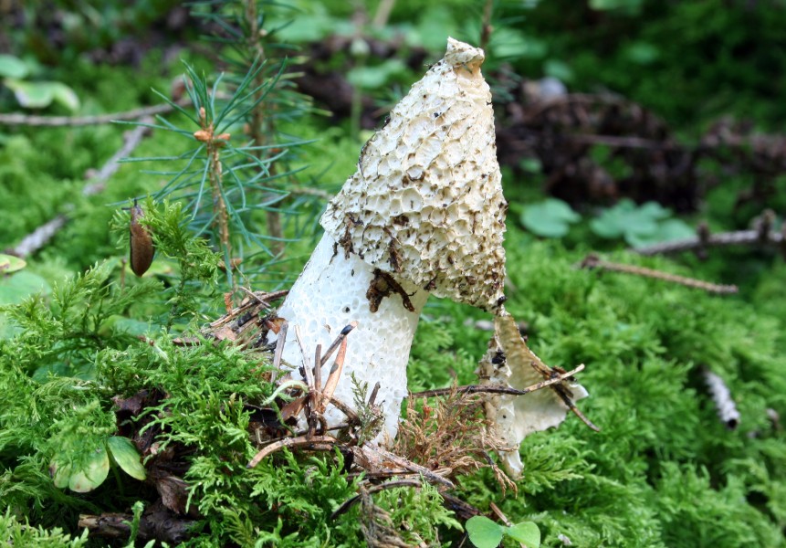 Phallus-impudicus-stinkmorchel