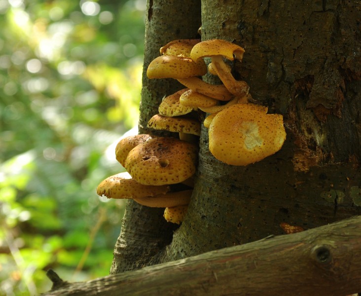 Pholiota aurivella 2010-10-06