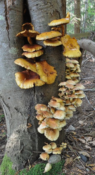 Pholiota aurivella and Hypholoma fasciculare 2010-10-13
