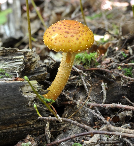 Pholiota squarrosa 3