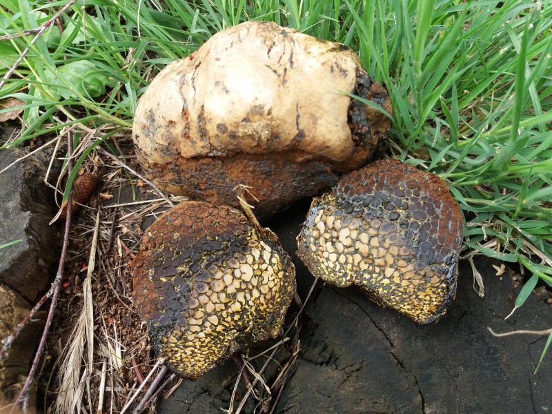 Pisolithus arhizus (2)