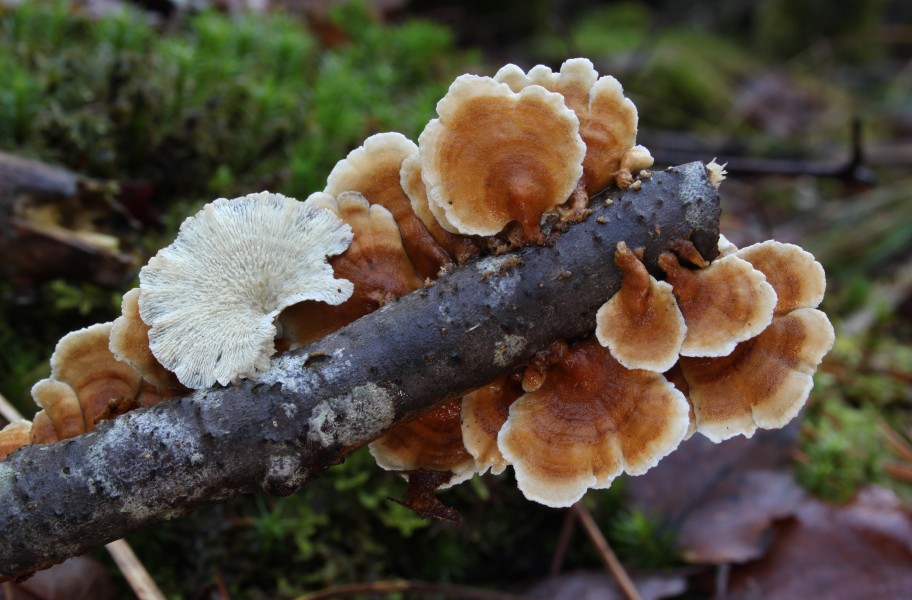 Plicaturopsis crispa Buchen-Aderzähling