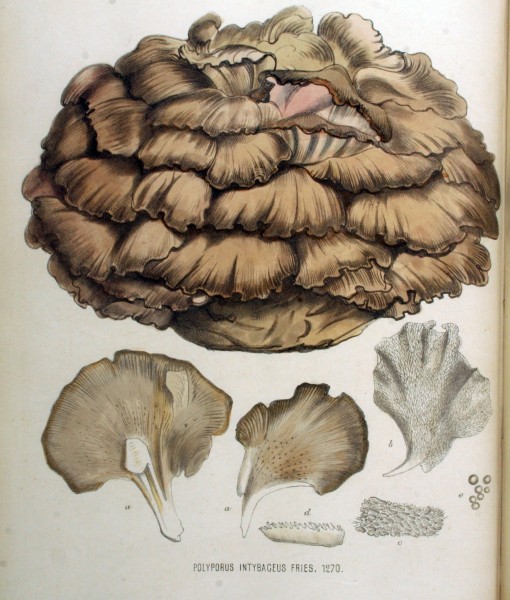 Polyporus intybaceus — Flora Batava — Volume v16