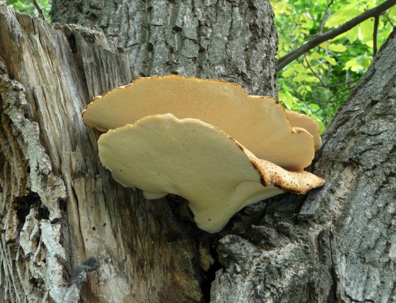 Polyporus squamosus 2010 G1