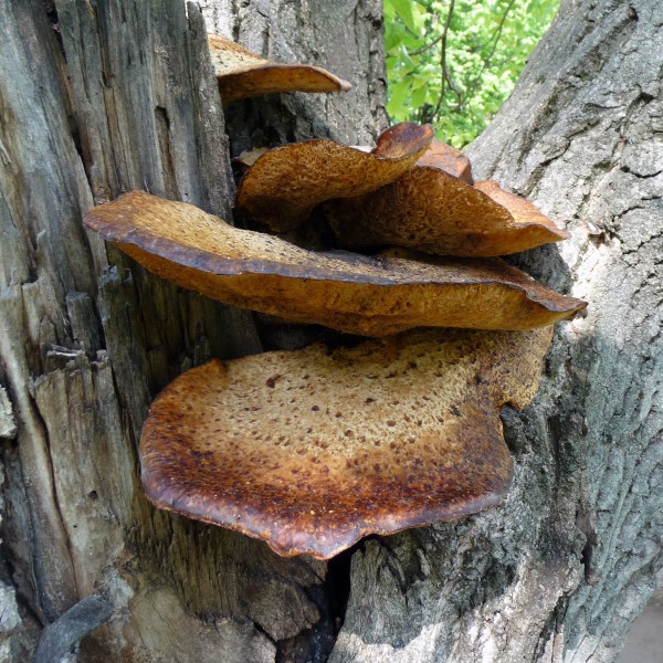 Polyporus squamosus 2010 G3
