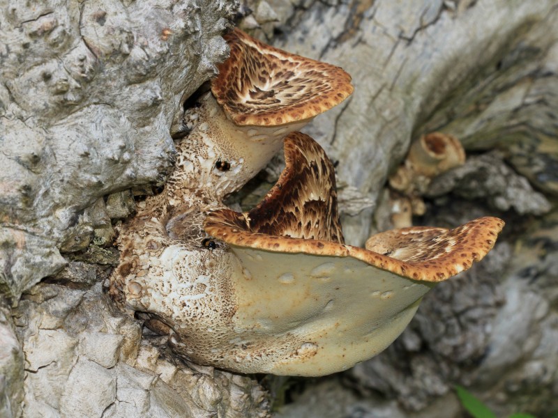 Polyporus squamosus 2013 G2