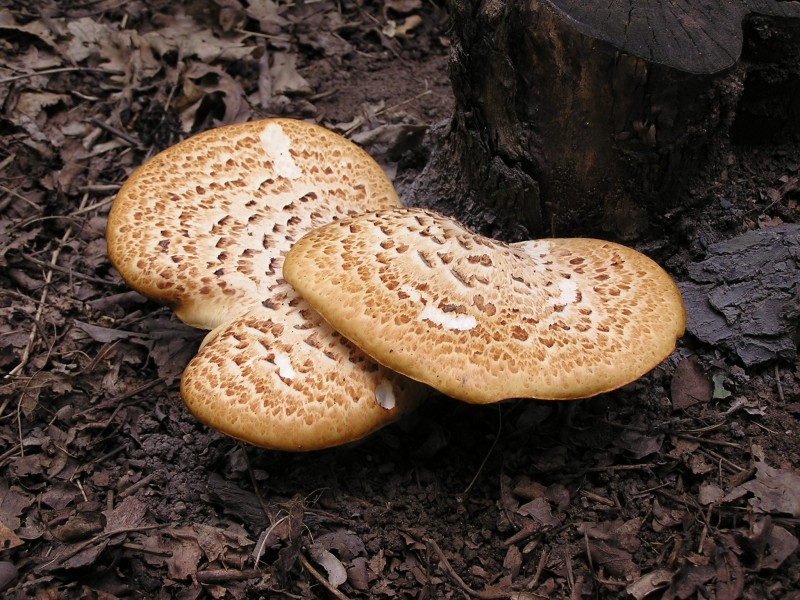 Polyporus squamosus in Donetsk 1