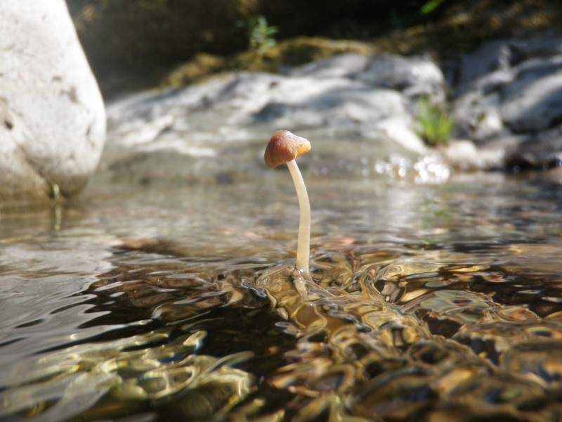 Psathyrella aquatica 162027