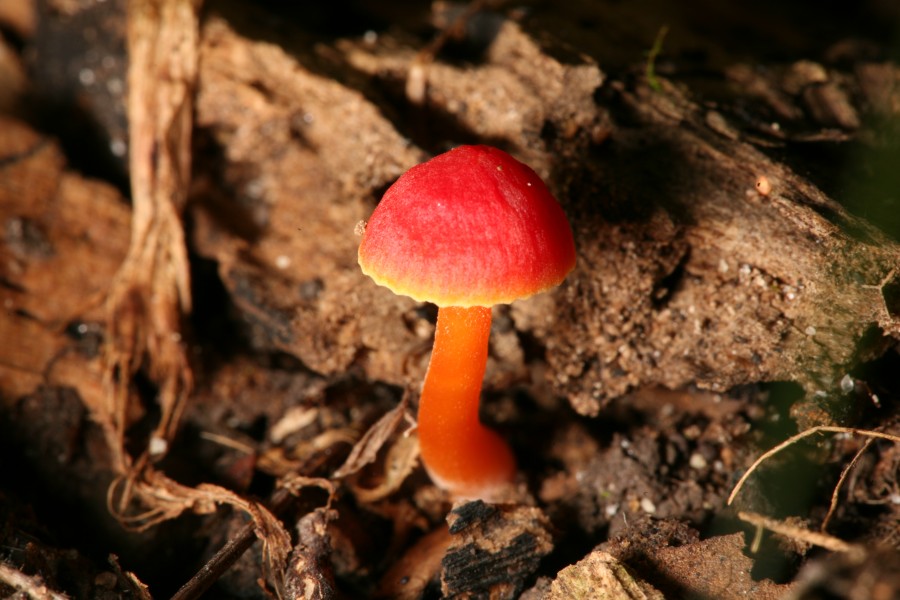 Red mushroom Fox Ridge 3