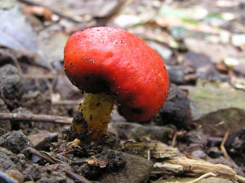 Red pouch fungus 01