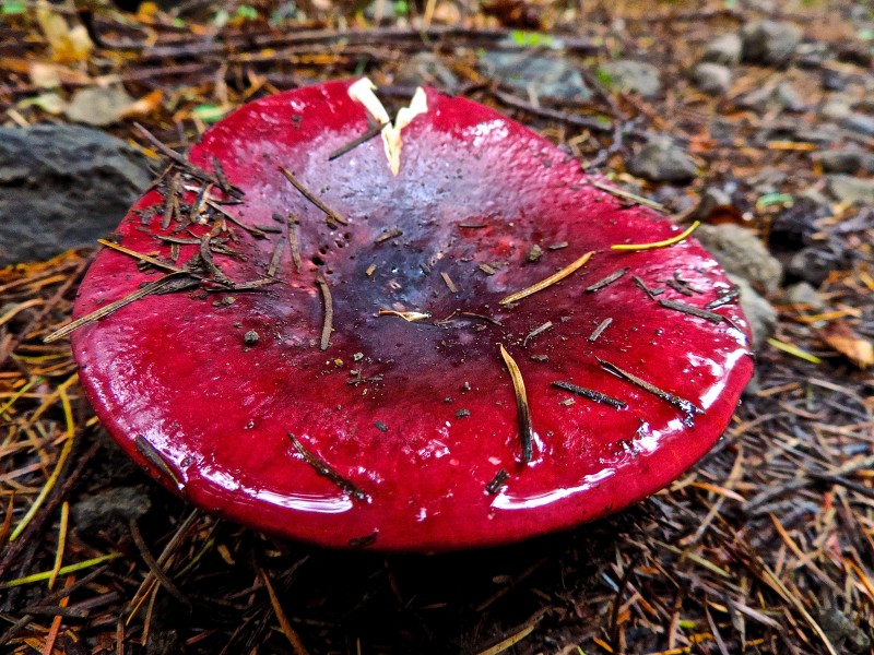 Red-top mushroom (21364782148)