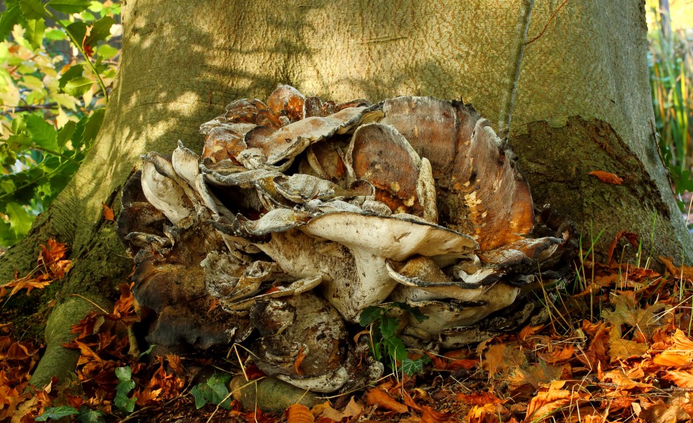 Reuzenzwam (Meripilus giganteus). Locatie, Hortus (Haren, Groningen) 01