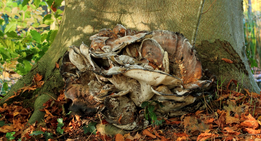 Reuzenzwam (Meripilus giganteus). Locatie, Hortus (Haren, Groningen) 02