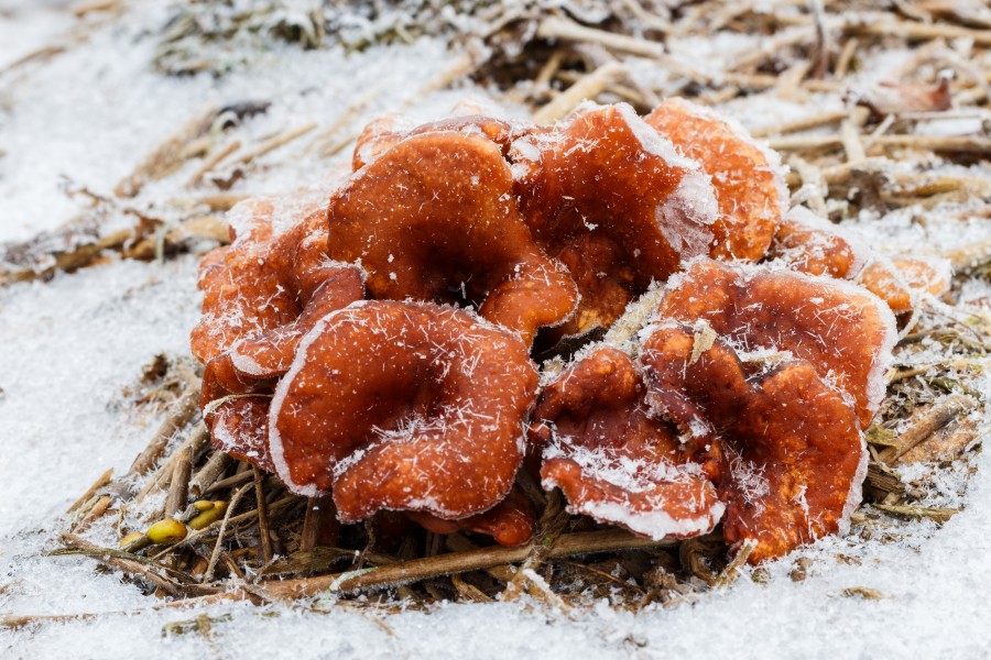 Roodbruine schijnridderzwam (Lepista flaccida) in een winters decor 01