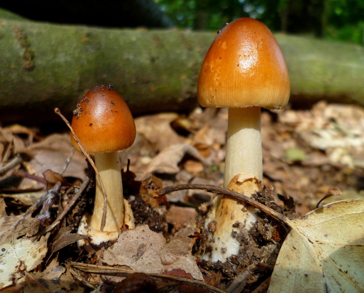 Rotbraune Scheiden-Streifling (Amanita fulva) - hms(1)