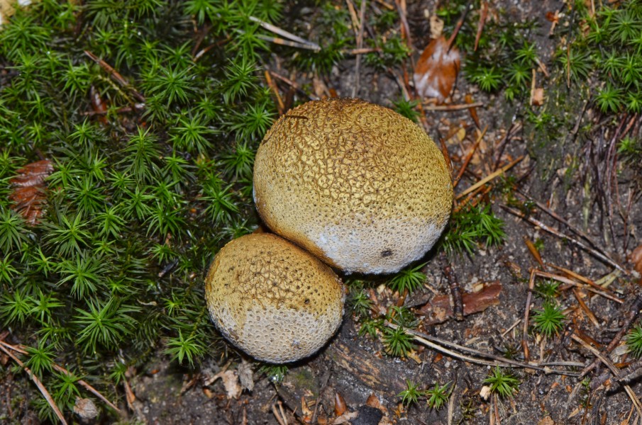 Scleroderma citrinum - earth ball - Kartoffelbovist - Boletales - Sclerodermatineae - 03