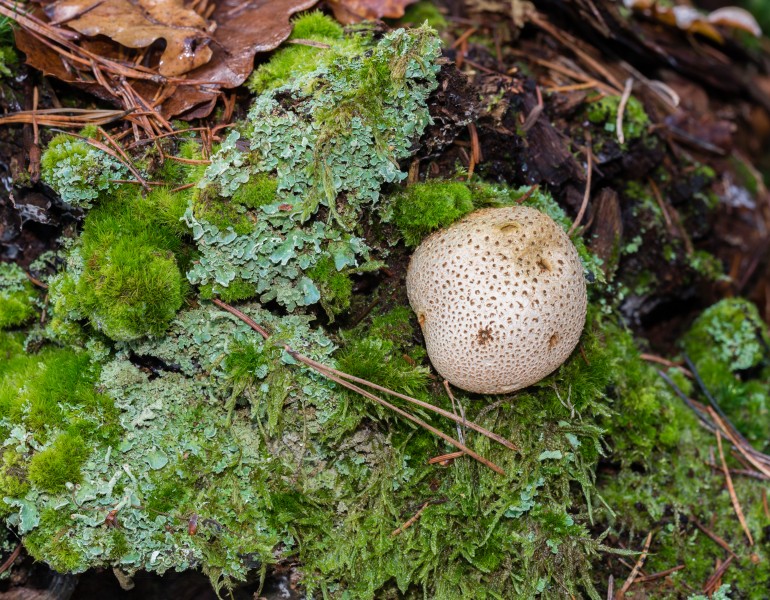 Scleroderma citrinum - earth ball - Kartoffelbovist - Boletales - Sclerodermatineae - 08