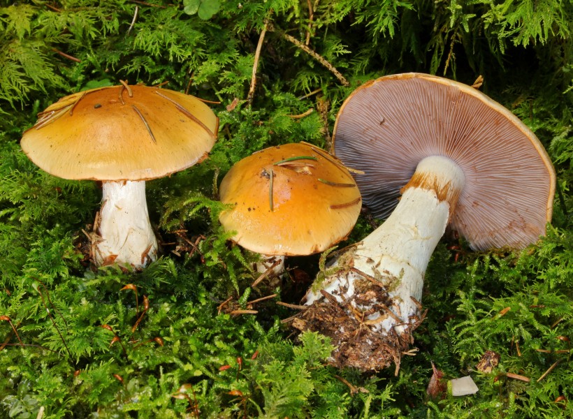 Semmelgelber-Schleimkopf-Cortinarius-varius