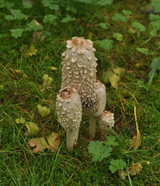Shaggy inkcaps (Coprinus comatus)