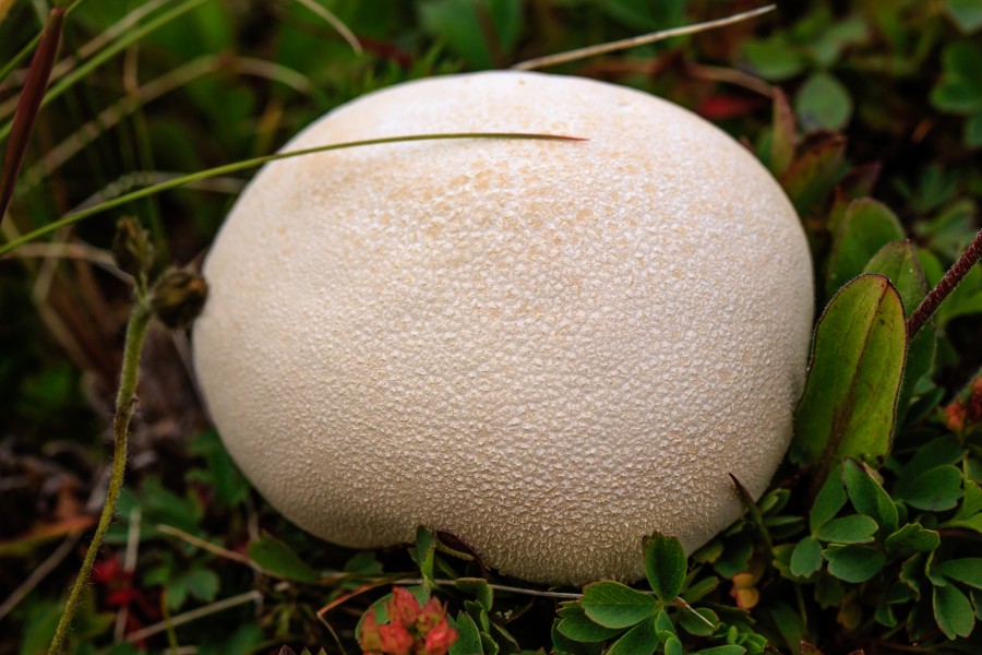 Smithers area - late afternoon hike to Crater Lake on Hudson Bay Mtn - Western Lawn Puffball (Vascellum pratense) - ?? - (21368604380)