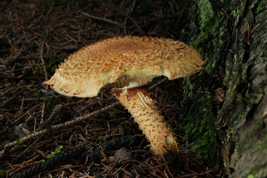 Sparrige Schüppling Pholiota squarrosa 2