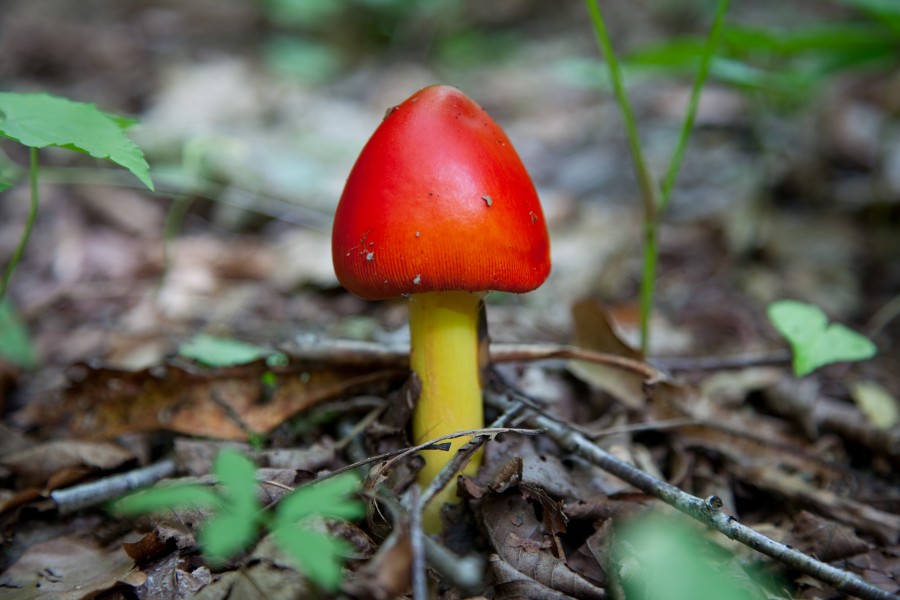 Spring-mushroom-forest-floor-macro - West Virginia - ForestWander