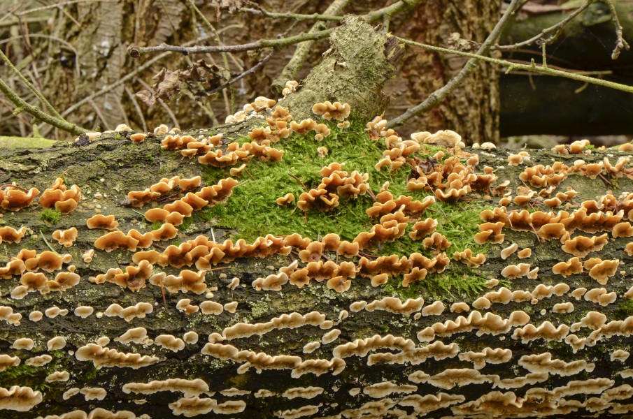 Stereum hirsutum - Striegeliger Schichtpilz - Gelber Schichtpilz - 01
