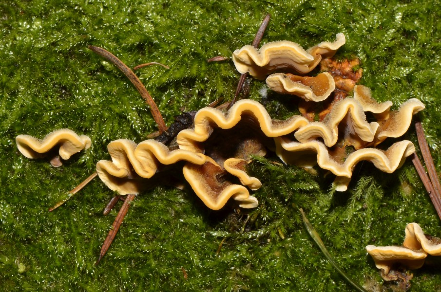 Stereum hirsutum - Striegeliger Schichtpilz - Gelber Schichtpilz - 06