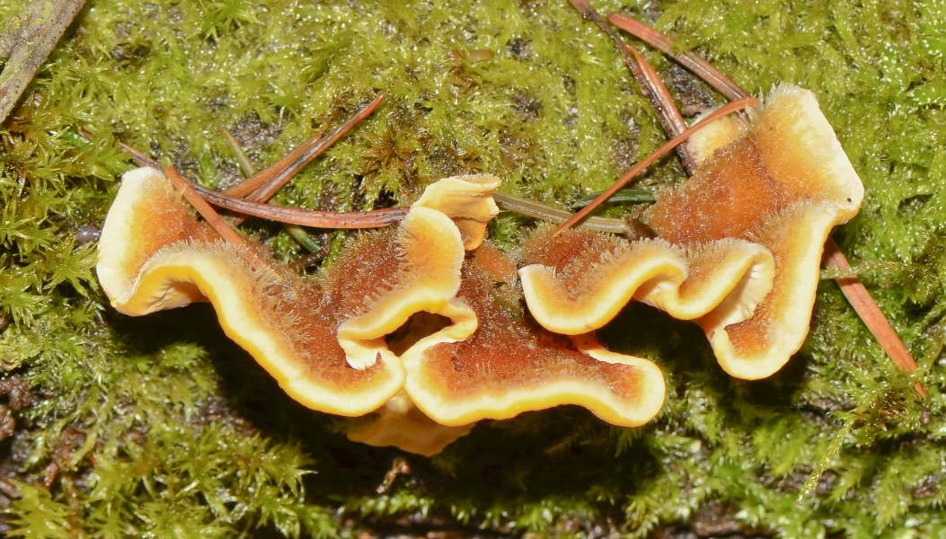 Stereum hirsutum - Striegeliger Schichtpilz - Gelber Schichtpilz - 07