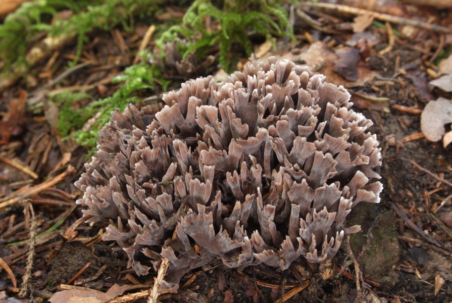 Stinkender Warzenpilz Thelephora palmata