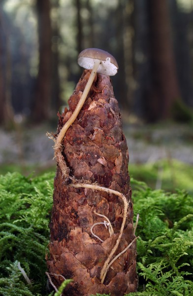 Strobilurus esculentus Fichten-Zapfenrübling