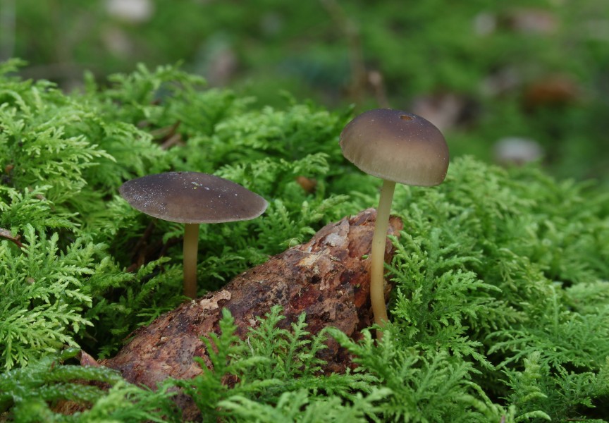 Strobilurus esculentus Fichten-Zapfenrübling pic2