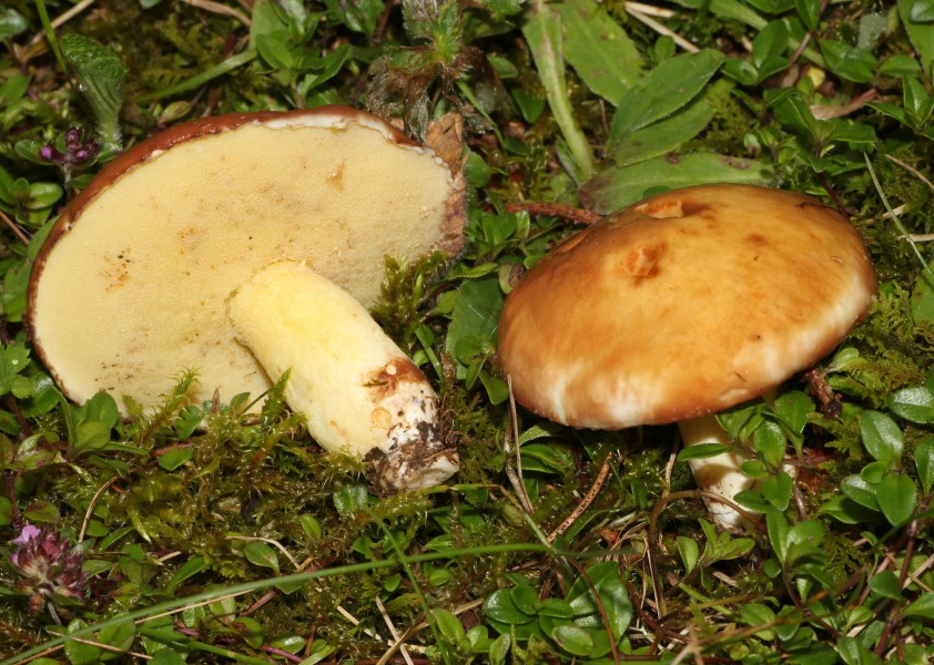 Suillus-granulatus