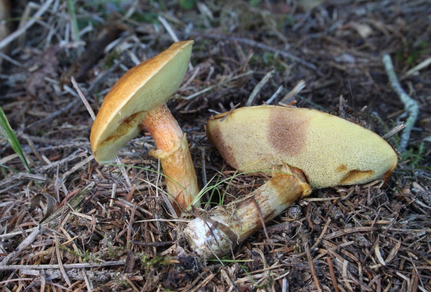 Suillus-grevillei-Goldröhrling