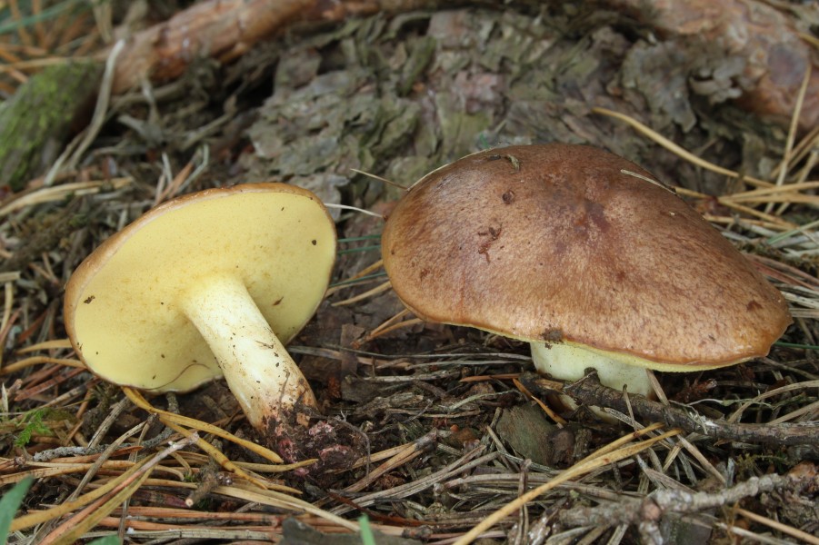 Suillus granulatus 2