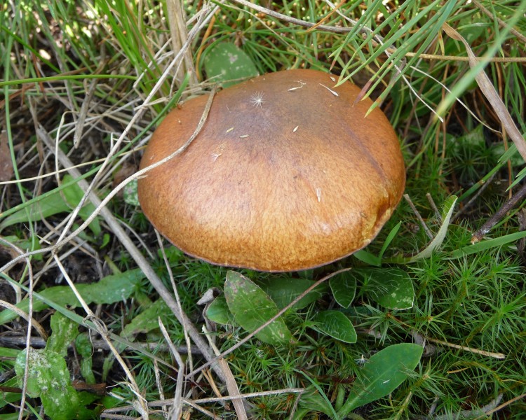 Suillus luteus 2010 G1