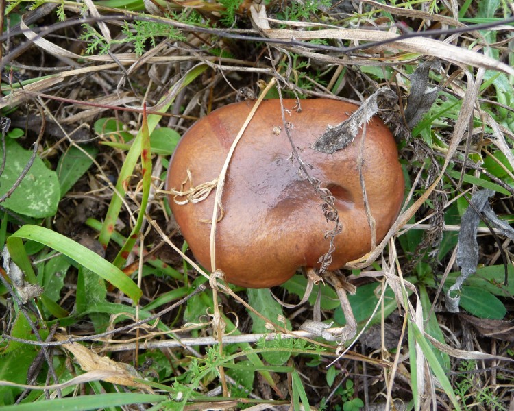 Suillus luteus 2010 G2