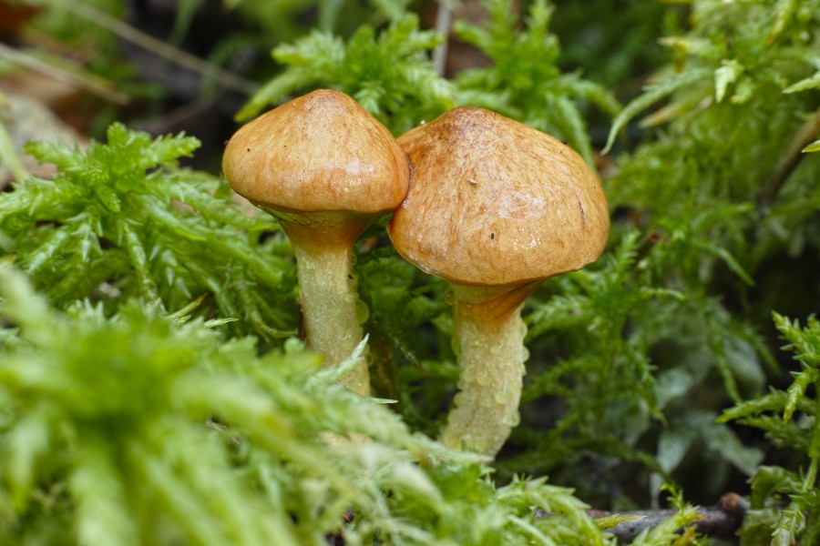 Třeboňsko - Suillus flavidus 01