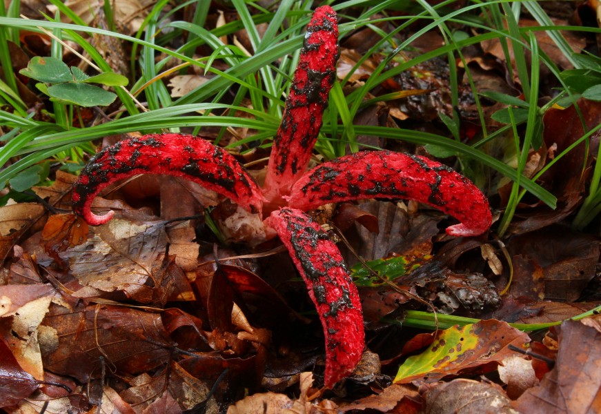 Tintenfischpilz-Clathrus archeri