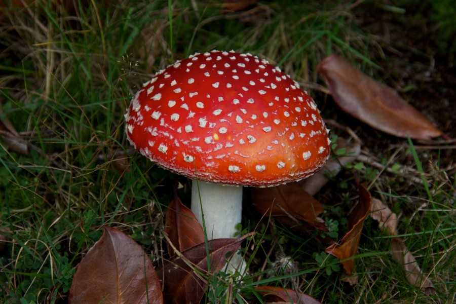 Toadstool, Oasis Whinfell Forest 1