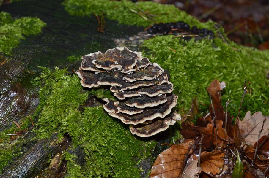 Trametes versicolor - Coriolus versicolor - Polyporus versicolor - Schmetterlingstramete - Bunte Tramete - Schmetterlingsporling - 02
