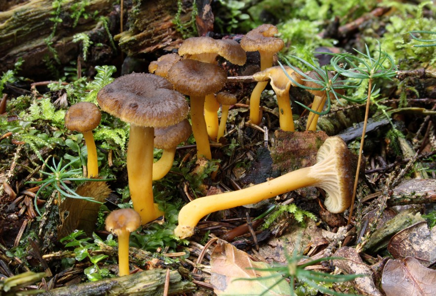 Trompetenpfifferling Craterellus tubaeformis