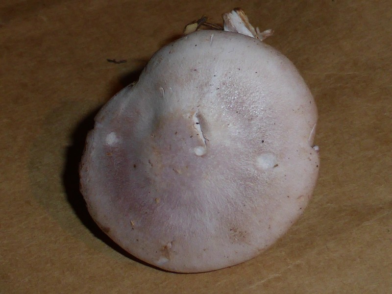Unidentified mushroom - september 2013 03