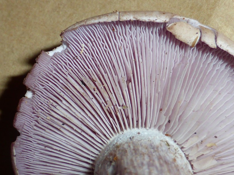 Unidentified mushroom - september 2013 05