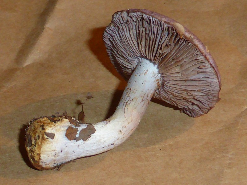 Unidentified mushroom - september 2013 09