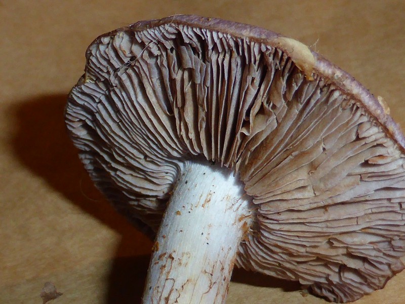 Unidentified mushroom - september 2013 10
