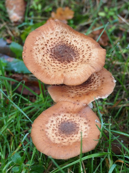 Unidentified mushrooms pic-021