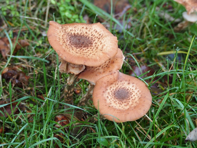 Unidentified mushrooms pic-022