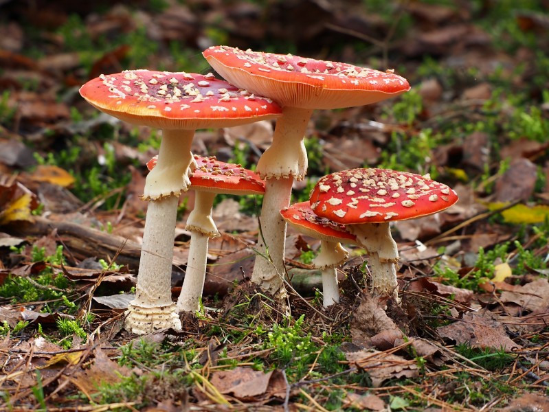 Unidentified mushrooms pic-038